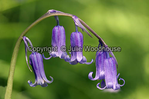 Bluebells (Scilla non-scripta) image