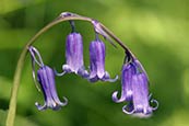 Bluebells (Scilla non-scripta) image
