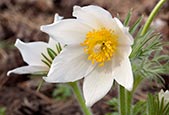 Pulsatilla Vulgaris Alba – Pasque Flower