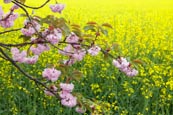 Thumbnail image of Cherry Blossom against rapeseed
