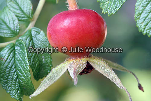 Rosehip image
