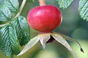 Rosehip photo