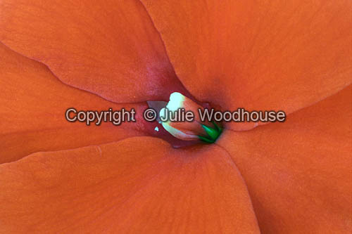 Busy Lizzie flower photo
