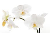 Thumbnail image of White orchid