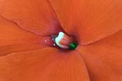 Busy Lizzie flower photo
