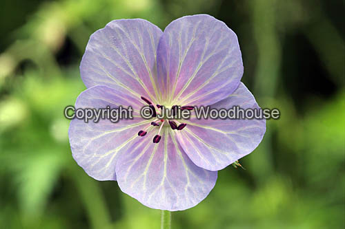 Meadow Cranesbill (Geranium pratense) flower photo