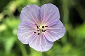 Meadow Cranesbill (Geranium pratense) flower pictures