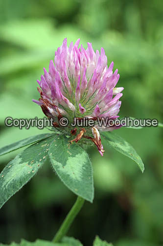 flower photo