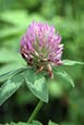 Red Clover (Trifolium incarnatum) flower images