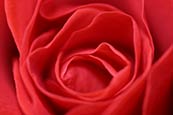 Thumbnail image of Red Rose