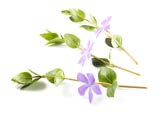 Thumbnail image of Periwinkle - Vinca minor flowers