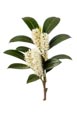 Thumbnail image of Prunus laurocerasus Otto Luyken