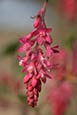 Red Flowering Currant - Ribes Sanguineum