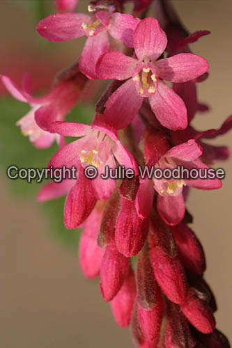 Red Flowering Currant ( Ribes sanguineum) picture