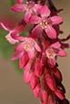 Red Flowering Currant ( Ribes sanguineum) picture