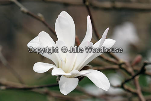 Star Magnolia (Magnolia stellata 'Rosea') image