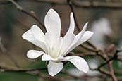 Star Magnolia (Magnolia stellata 'Rosea') photo