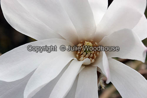 Star Magnolia (Magnolia stellata 'Rosea') image