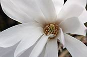 Star Magnolia (Magnolia stellata 'Rosea') photo