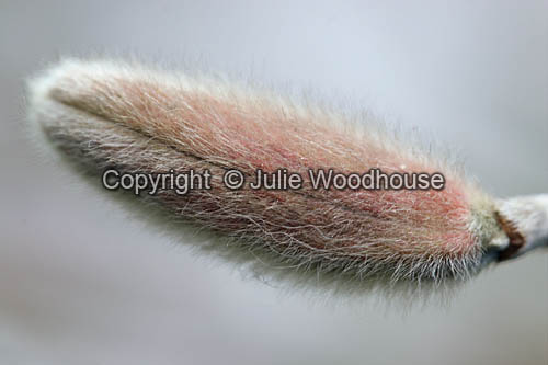 Star Magnolia (Magnolia stellata 'Rosea') image