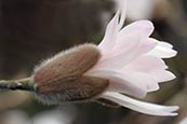 Thumbnail image of Star Magnolia (Magnolia stellata 