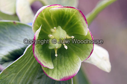 Stinking hellebore (Helleborus foetidus) photo