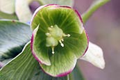 Stinking hellebore (Helleborus foetidus)