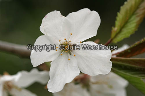 Flowering Cherry Tree blossom (Prunus x yedoensis) photo