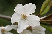 Flowering Cherry Tree blossom (Prunus x yedoensis) photo