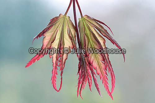Japanese maple leaf (Acer palmatum) picture