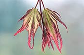 Japanese maple leaf (Acer palmatum) photo