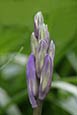 Bluebells (Scilla non-scripta) image