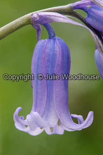 Bluebells (Scilla non-scripta) image