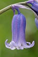 Bluebells (Scilla non-scripta) photo