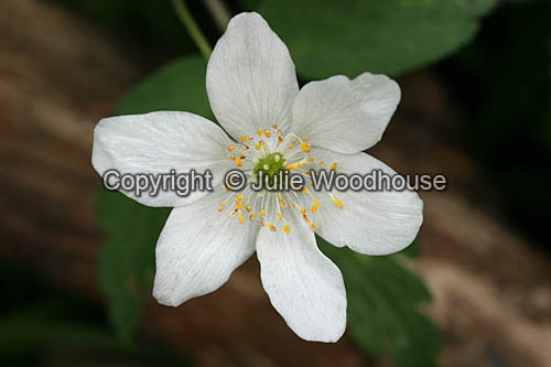 Wood Anemone (Anemone nemorosa) image