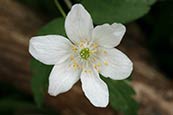 Wood Anemone (Anemone nemorosa) picture