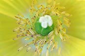 Yellow Poppy Meconopsis Cambrica