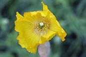 Yellow Poppy Meconopsis Cambrica