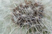 Thumbnail image of Dandelion (Taraxacum officinale)