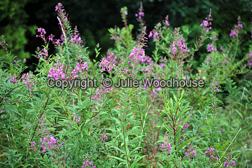 Rosebay Willow Herb photos