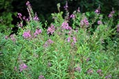 Rosebay Willow Herb plant photo
