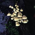 Fairies Bonnets - fungi photo