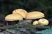 fungi photo