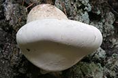 fungi pictures