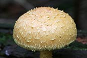 fungi photo