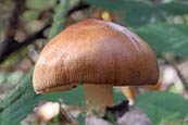 Tawny Grisette (Amanita fulva) fungi photo