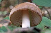 Tawny Grisette (Amanita fulva) fungi photo