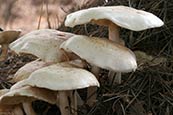 Thumbnail image of Spotted Tough-shank (Collybia maculata)