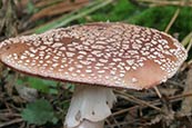 The Blusher (Amanita Rubescens) - fungi photo