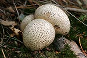Common Earth-ball (Scleroderma citrinum) - fungi photos